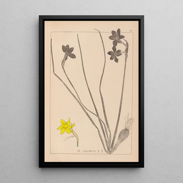 Louis Antoine Cusin - Herbier de la flore franaise Pl0970.webp