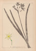 Herbier de la flore française Pl0971 - Louis Antoine Cusin — weergave van het kunstwerk