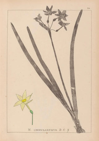 Louis Antoine Cusin - Herbier de la flore franaise Pl0971.webp