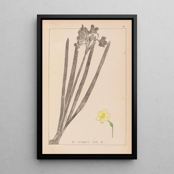 Louis Antoine Cusin - Herbier de la flore franaise Pl0973.webp