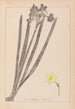 Herbier de la flore française Pl0973 - Louis Antoine Cusin — weergave van het kunstwerk