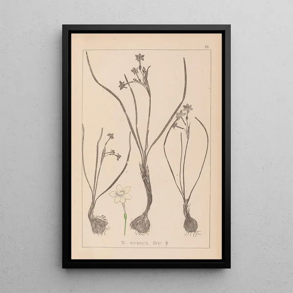 Louis Antoine Cusin - Herbier de la flore franaise Pl0974.webp