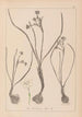 Herbier de la flore française Pl0974 - Louis Antoine Cusin — weergave van het kunstwerk