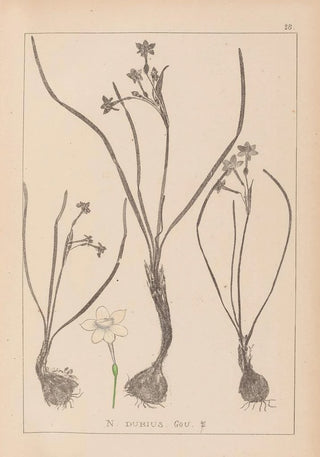 Louis Antoine Cusin - Herbier de la flore franaise Pl0974.webp