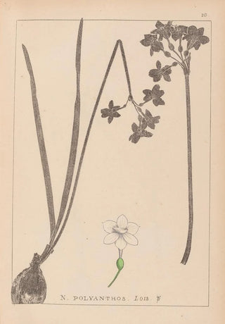 Louis Antoine Cusin - Herbier de la flore franaise Pl0975.webp