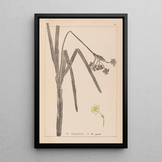 Louis Antoine Cusin - Herbier de la flore franaise Pl0979.webp