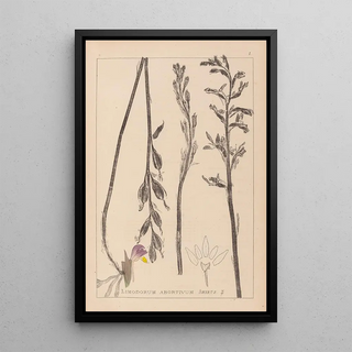 Louis Antoine Cusin - Herbier de la flore franaise Pl0982.webp