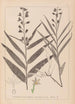 Herbier de la flore française Pl0983 - Louis Antoine Cusin — weergave van het kunstwerk