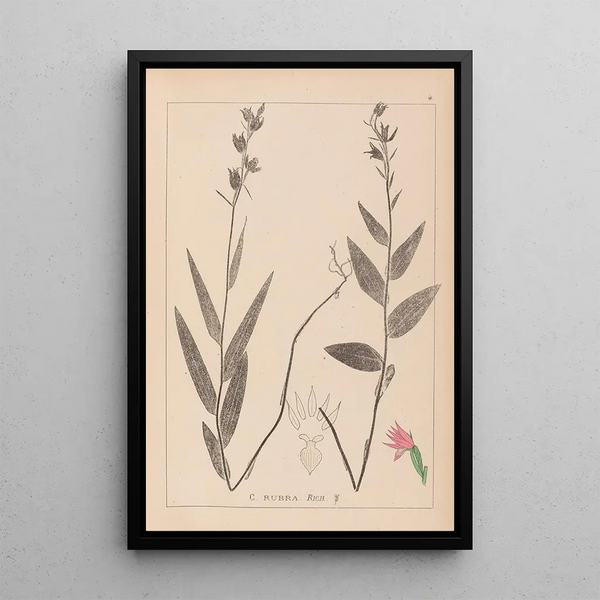 Louis Antoine Cusin - Herbier de la flore franaise Pl0985.webp