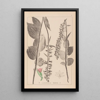 Louis Antoine Cusin - Herbier de la flore franaise Pl0987.webp