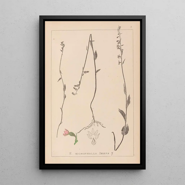 Louis Antoine Cusin - Herbier de la flore franaise Pl0989.webp