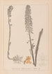 Herbier de la flore française Pl0990 - Louis Antoine Cusin — weergave van het kunstwerk