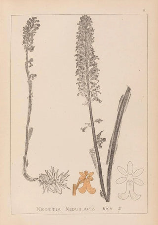 Louis Antoine Cusin - Herbier de la flore franaise Pl0990.webp