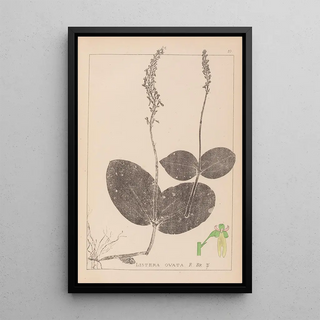 Louis Antoine Cusin - Herbier de la flore franaise Pl0991.webp
