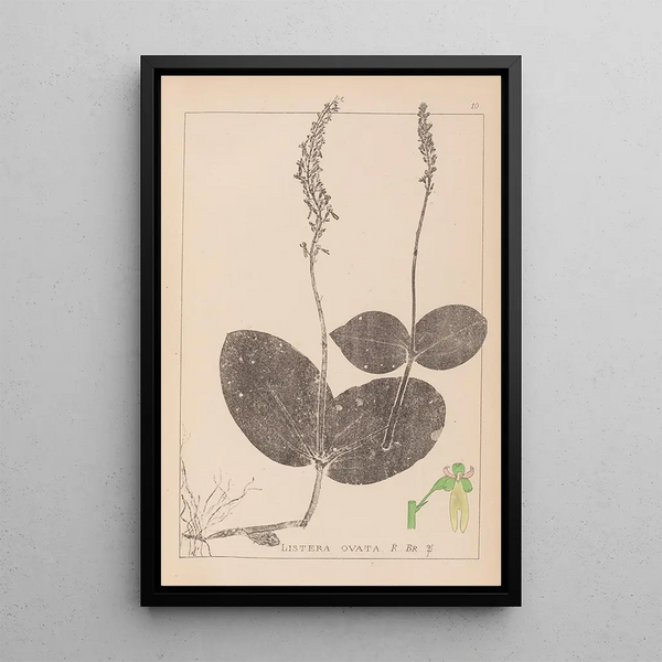 Louis Antoine Cusin - Herbier de la flore franaise Pl0991.webp