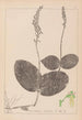 Herbier de la flore française Pl0991 - Louis Antoine Cusin — weergave van het kunstwerk