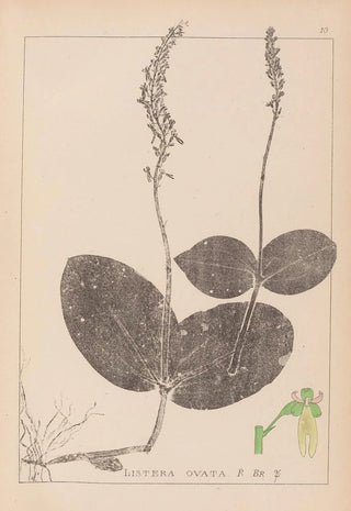 Louis Antoine Cusin - Herbier de la flore franaise Pl0991.webp