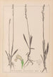 Herbier de la flore française Pl0993 - Louis Antoine Cusin — weergave van het kunstwerk