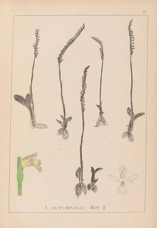 Louis Antoine Cusin - Herbier de la flore franaise Pl0994.webp