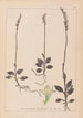 Herbier de la flore française Pl0995 - Louis Antoine Cusin — weergave van het kunstwerk