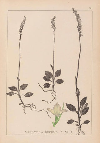 Louis Antoine Cusin - Herbier de la flore franaise Pl0995.webp