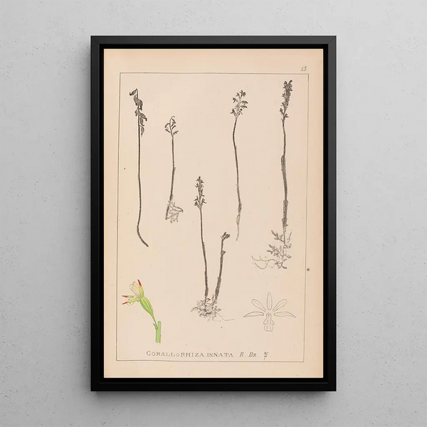 Louis Antoine Cusin - Herbier de la flore franaise Pl0996.webp