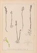 Herbier de la flore française Pl0996 - Louis Antoine Cusin — weergave van het kunstwerk