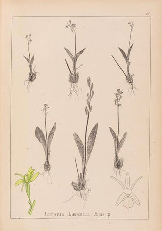 Louis Antoine Cusin - Herbier de la flore franaise Pl0997.webp