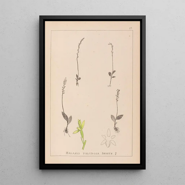 Louis Antoine Cusin - Herbier de la flore franaise Pl0998.webp