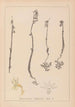 Herbier de la flore française Pl0999 - Louis Antoine Cusin — weergave van het kunstwerk