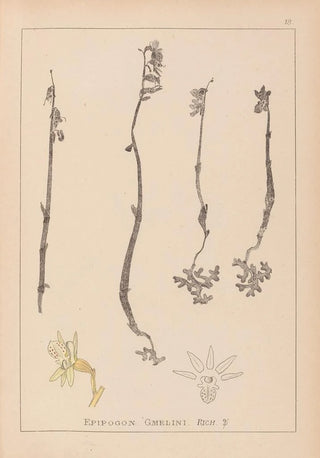 Louis Antoine Cusin - Herbier de la flore franaise Pl0999.webp