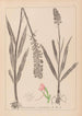 Herbier de la flore française Pl1002 - Louis Antoine Cusin — weergave van het kunstwerk