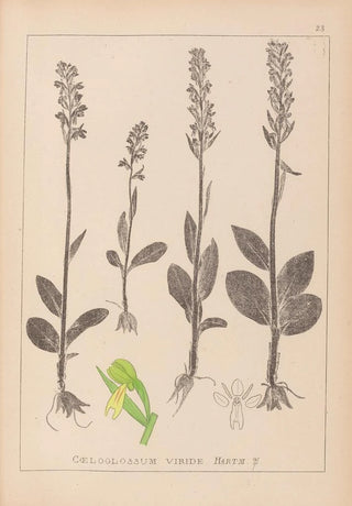 Louis Antoine Cusin - Herbier de la flore franaise Pl1004.webp