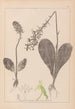 Herbier de la flore française Pl1005 - Louis Antoine Cusin — weergave van het kunstwerk