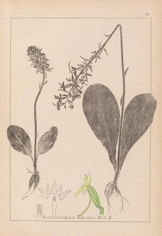 Louis Antoine Cusin - Herbier de la flore franaise Pl1005.webp