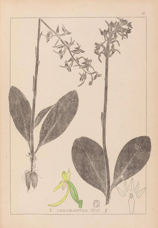 Louis Antoine Cusin - Herbier de la flore franaise Pl1006.webp