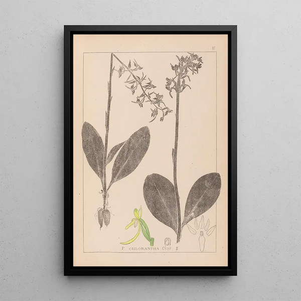 Louis Antoine Cusin - Herbier de la flore franaise Pl1006.webp