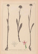Herbier de la flore française Pl1007 - Louis Antoine Cusin — weergave van het kunstwerk