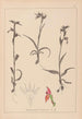 Herbier de la flore française Pl1008 - Louis Antoine Cusin — weergave van het kunstwerk