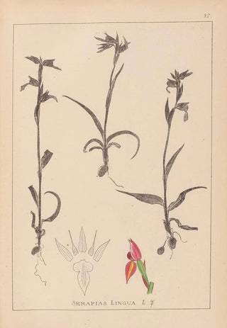 Louis Antoine Cusin - Herbier de la flore franaise Pl1008.webp