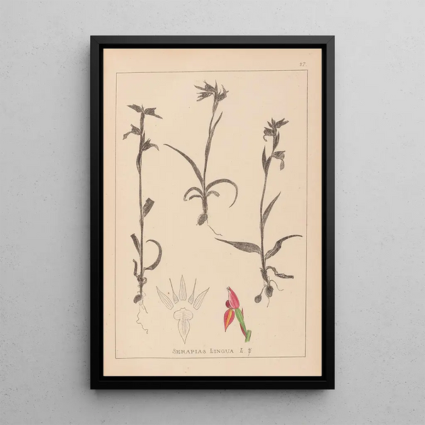Louis Antoine Cusin - Herbier de la flore franaise Pl1008.webp