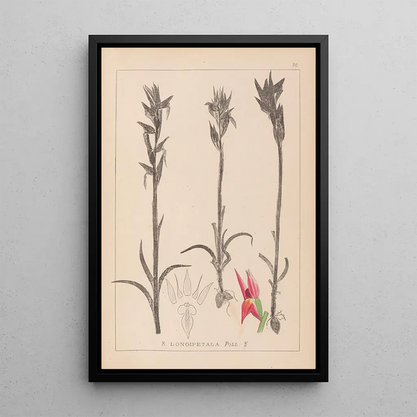 Louis Antoine Cusin - Herbier de la flore franaise Pl1009.webp