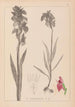 Herbier de la flore française Pl1010 - Louis Antoine Cusin — weergave van het kunstwerk