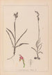 Herbier de la flore française Pl1012 - Louis Antoine Cusin — weergave van het kunstwerk