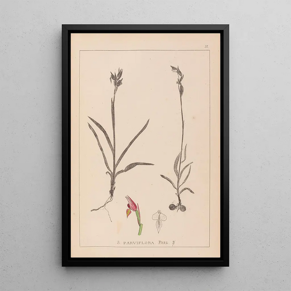 Louis Antoine Cusin - Herbier de la flore franaise Pl1012.webp