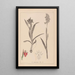 Herbier de la flore française Pl1013 - Louis Antoine Cusin — ingelijst kunstwerk aan de muur