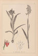Herbier de la flore française Pl1013 - Louis Antoine Cusin — weergave van het kunstwerk