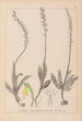 Herbier de la flore française Pl1015 - Louis Antoine Cusin — weergave van het kunstwerk