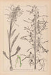 Herbier de la flore française Pl1016 - Louis Antoine Cusin — weergave van het kunstwerk