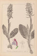 Herbier de la flore française Pl1017 - Louis Antoine Cusin — weergave van het kunstwerk